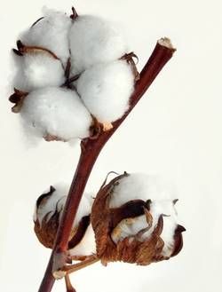 Baumwolle, der natürliche Ausgangsstoff für Hagedorn Nitrocellulose